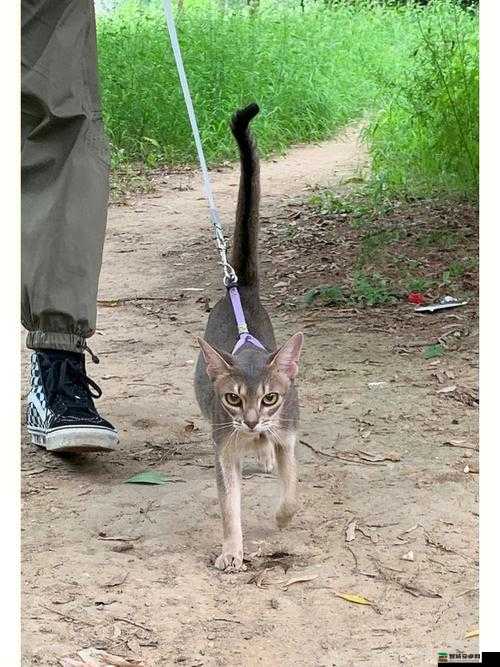 欧美野外猛男的大粗鳮台湾同胞：探索未知的野性与激情